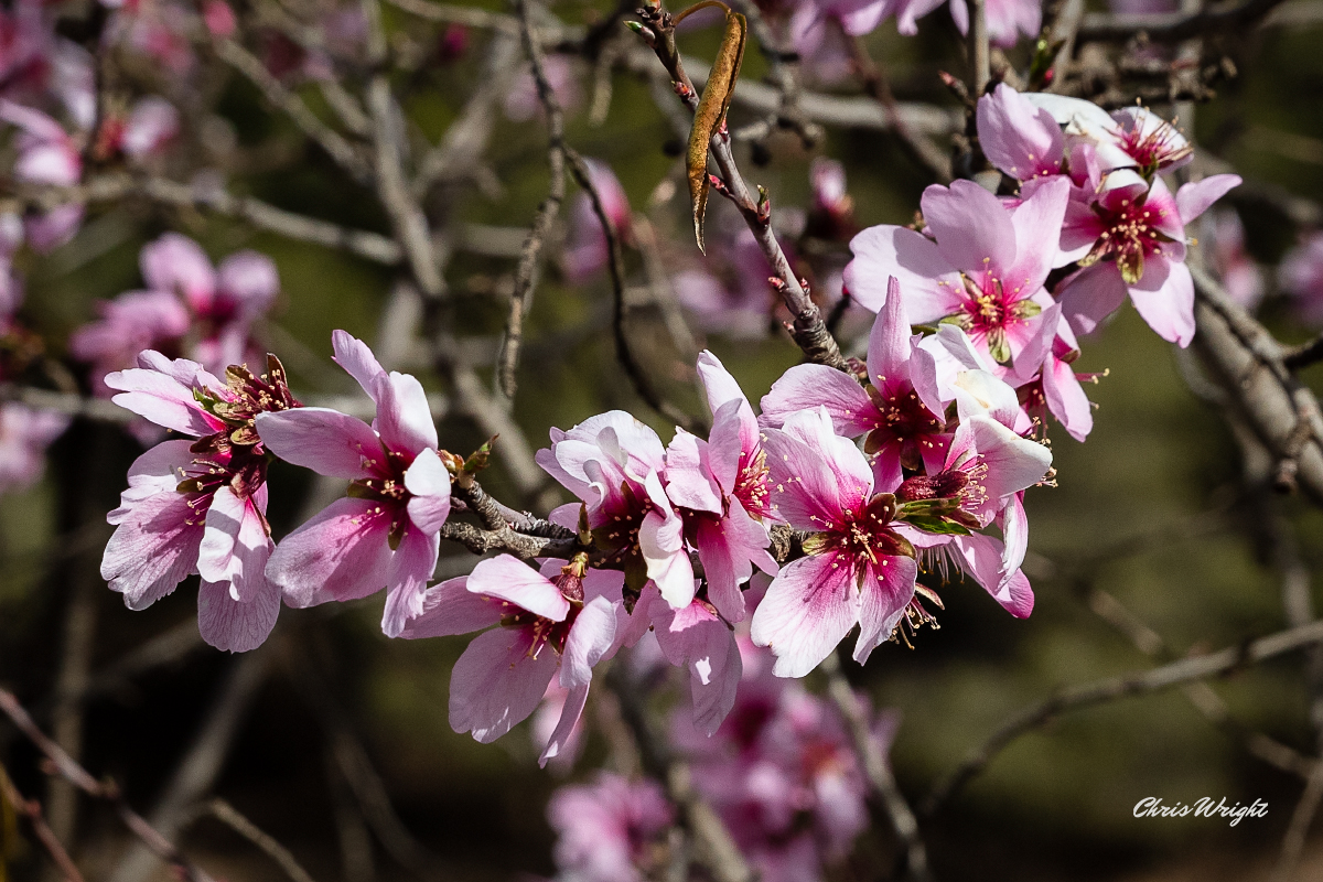 Almond Blossom Photography in Andalucia