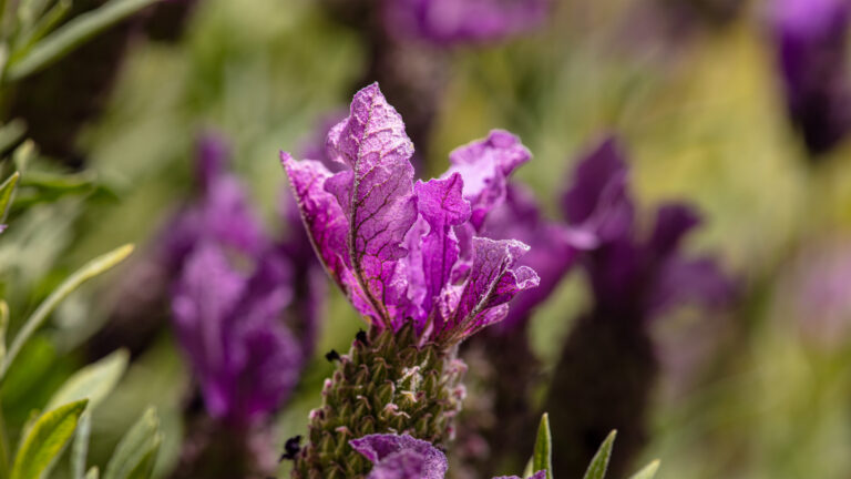 Nik Collection 8 Review