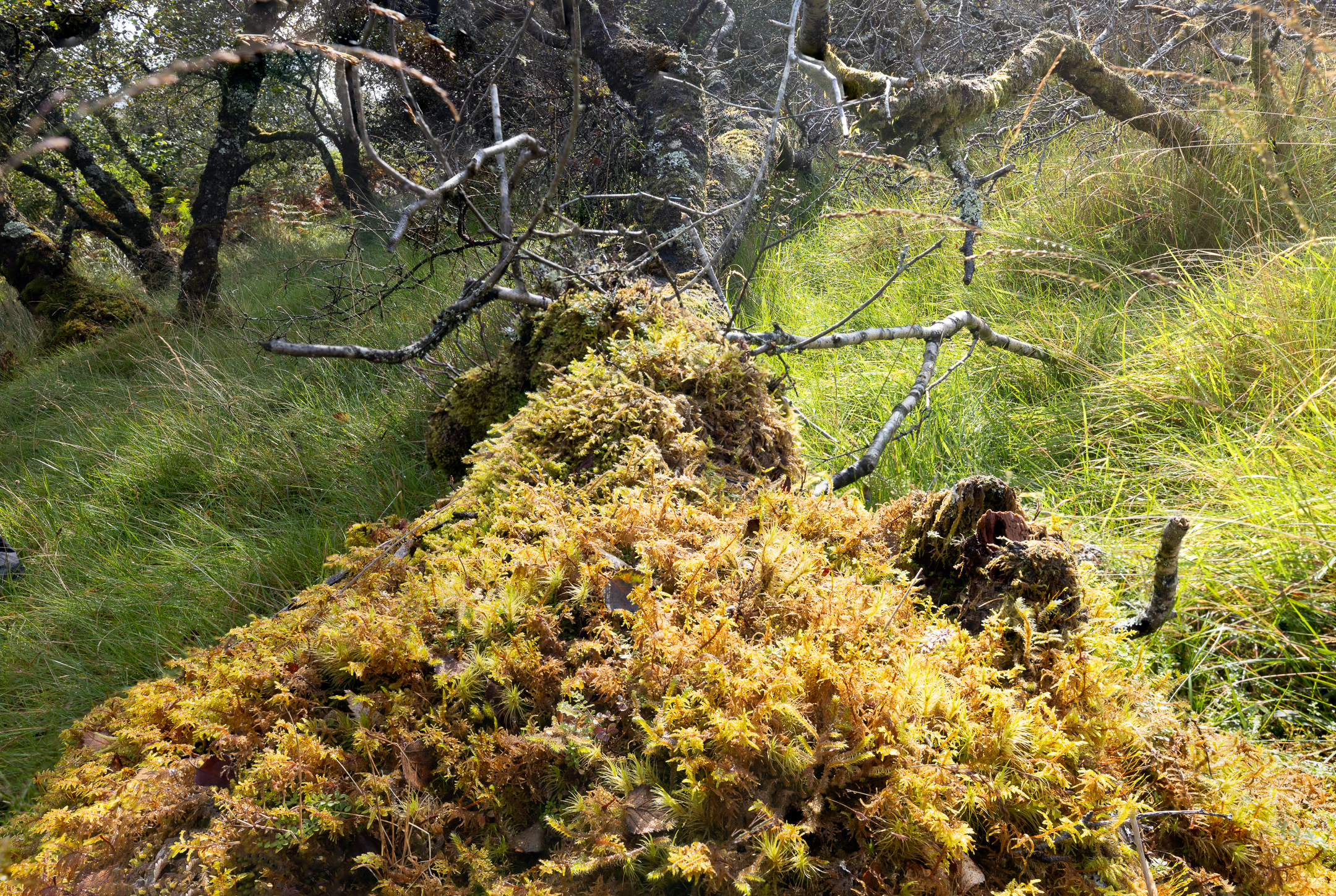 Skipness Regenwald-1