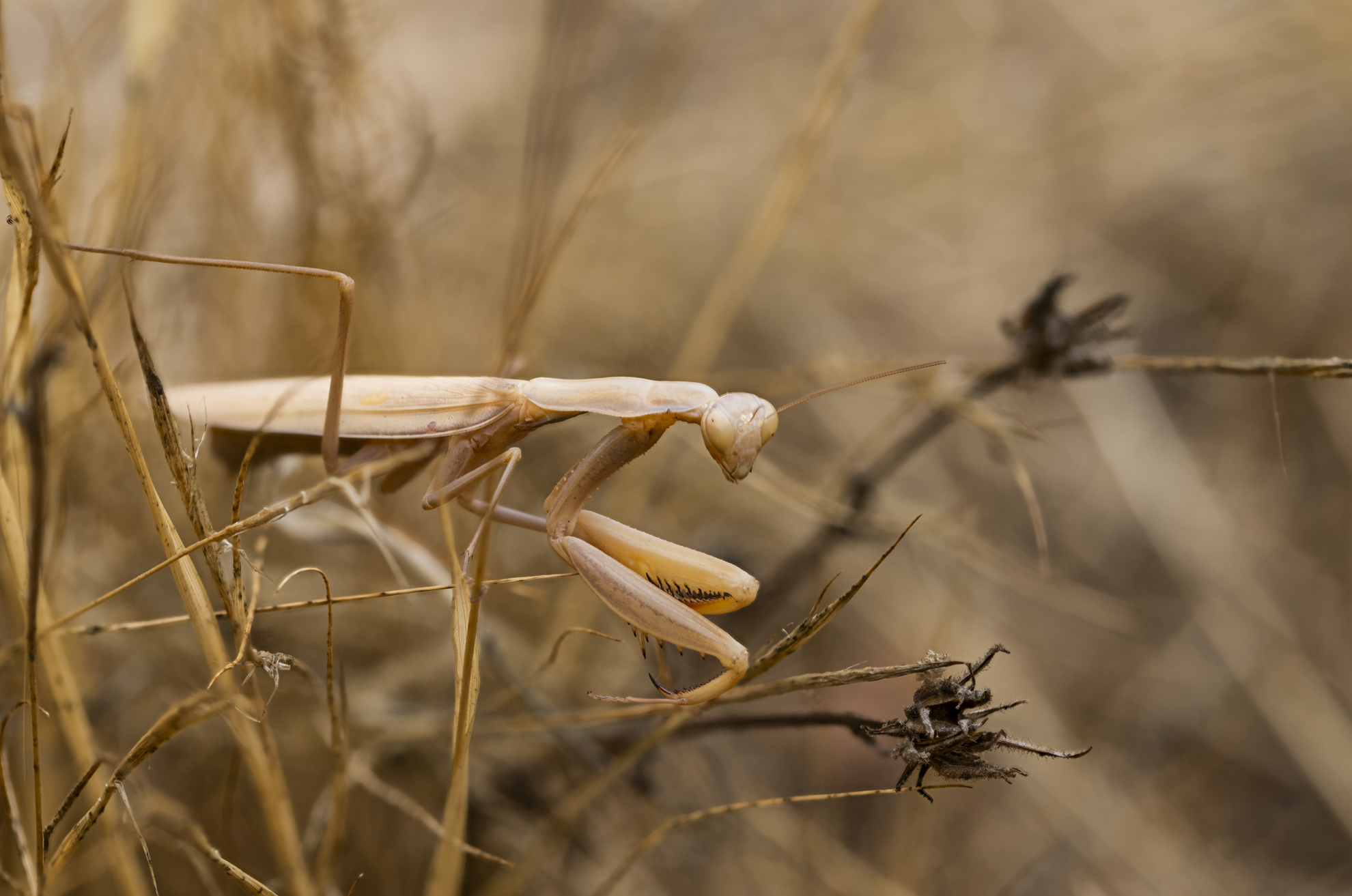 Focus Stacking with Helicon Focus